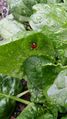 20160305 lady bug finds a home.jpg